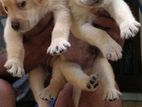 Labrador Puppies