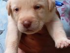 Labrador Puppy