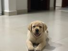 Labrador Puppies