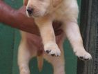 Labrador Puppies