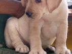 Labrador Retriever Puppies