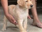 Labrador Puppy