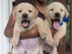 Labrador Puppies