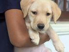 Labrador Puppies