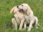 Labrador