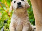 Labrador Puppy