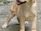 Labrador