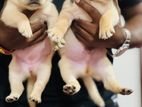 Labrador Puppy