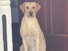 Labrador Female Puppy