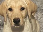 Labrador Female Puppy