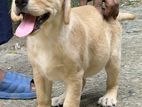 Labrador