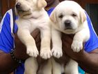 Labrador Puppies