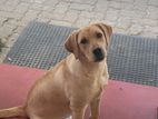Labrador Puppies