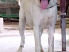 Labrador Puppy