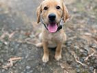 Labrador