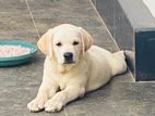 Labrador