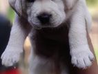 Labrador Puppies