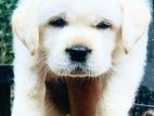 Labrador Puppies