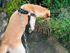 Labrador Dog