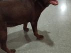 Labrador Dog