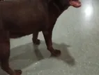 Labrador Dog