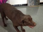 Labrador Female Dog