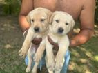 Labrador Puppies