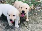 Labrador Puppies