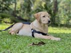 Labrador Puppy