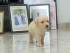 Labrador Puppies