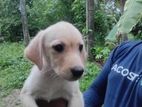 Labrador Puppy