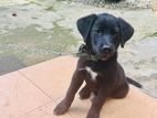 Labrador Puppy