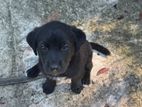 Labrador Puppy