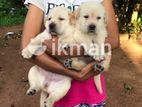 Labrador Puppies