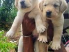 Labrador Puppies