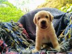 Labrador Puppies