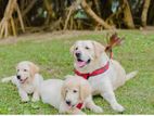 Labrador Puppys