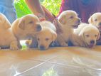 Labrador Puppies