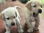 Labrador Puppies