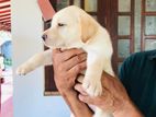 Labrador Puppy