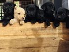 Labrador Puppies