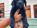 Labrador Puppies