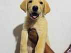 Labrador Puppy