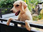 Labrador
