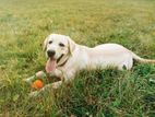 Labrador Puppy