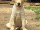 Labrador Male Puppy