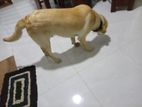 Labrador Puppy