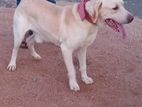 Labrador For Crossing