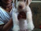 Labrador Puppies