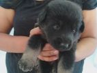 Labrador and German Shepherd Mix Puppies